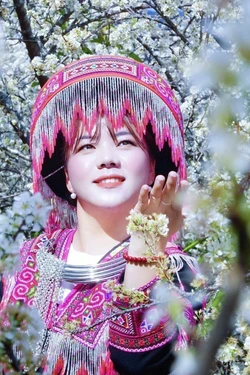 Hoa mận trắng tinh khôi thu hút du khách đến vùng cao Púng Luông