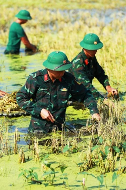 Bộ đội xuống đồng giúp dân gặt lúa