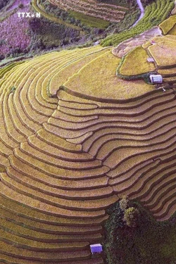 Mùa lúa chín nơi rẻo cao Bắc Yên