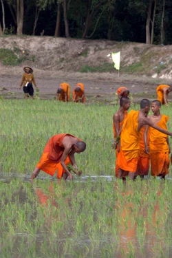 Cấy mạ ruộng chùa