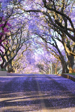 Bình minh rực rỡ sắc tím hoa Jacaranda ở thủ đô Pretoria, Nam Phi 