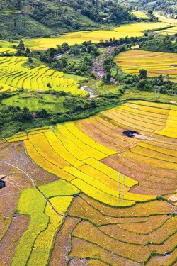 Mùa vàng ở huyện biên giới Mường Nhé