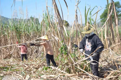 Khi doanh nghiệp ‘bắt tay’ nông dân