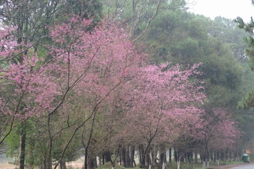 Măng Đen đón khách ngắm hoa anh đào với nhiều hoạt động đặc sắc