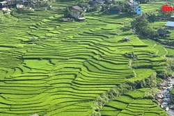 Sapa mùa lúa xanh: Bình yên nép giữa thung lũng mây 