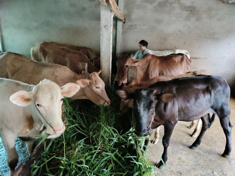 Giá bò tăng trở lại, nông dân Vĩnh Long mạnh dạn đầu tư