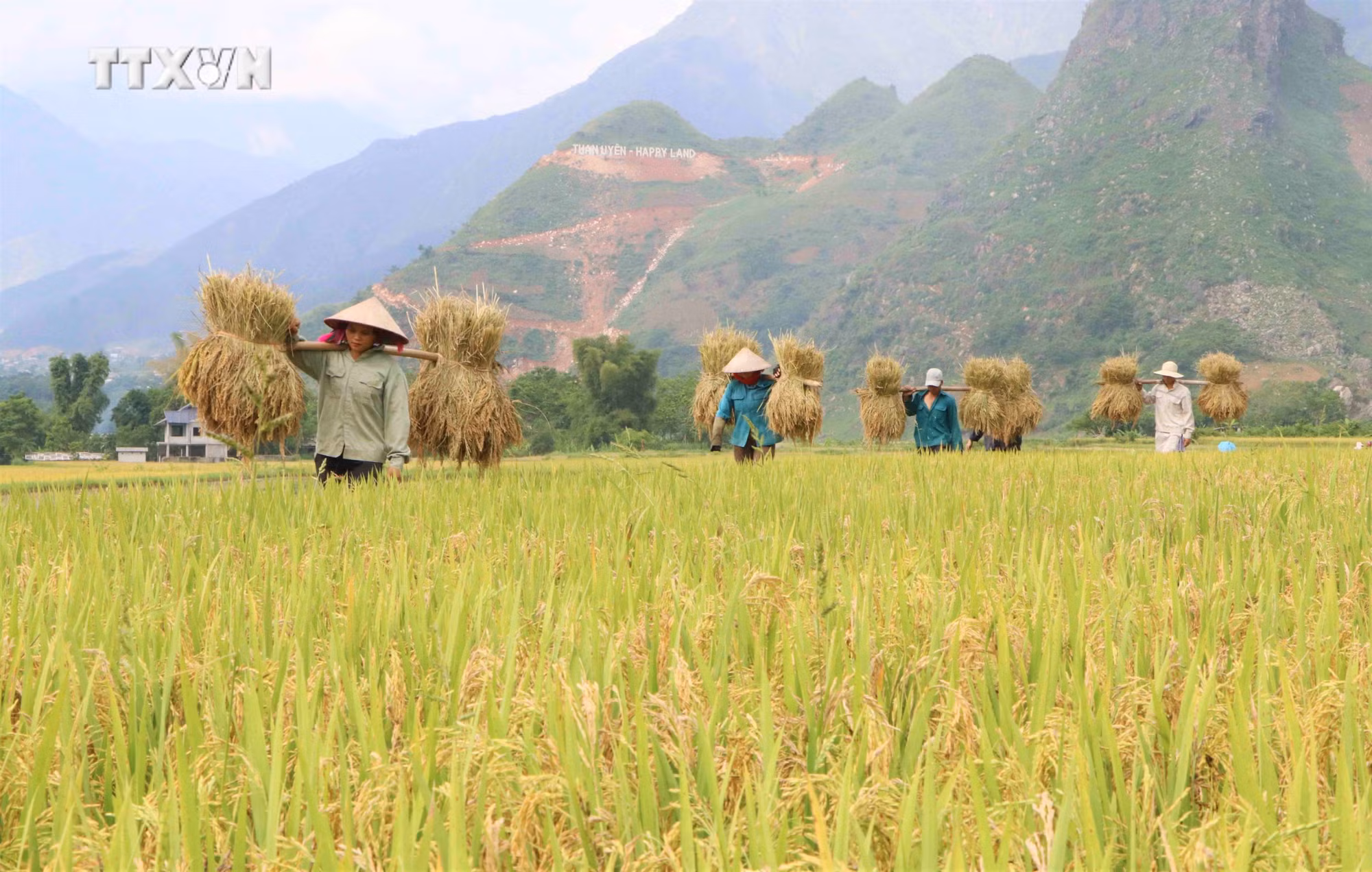vna_potal_canh_dong_vang_muong_than_7394776.jpg