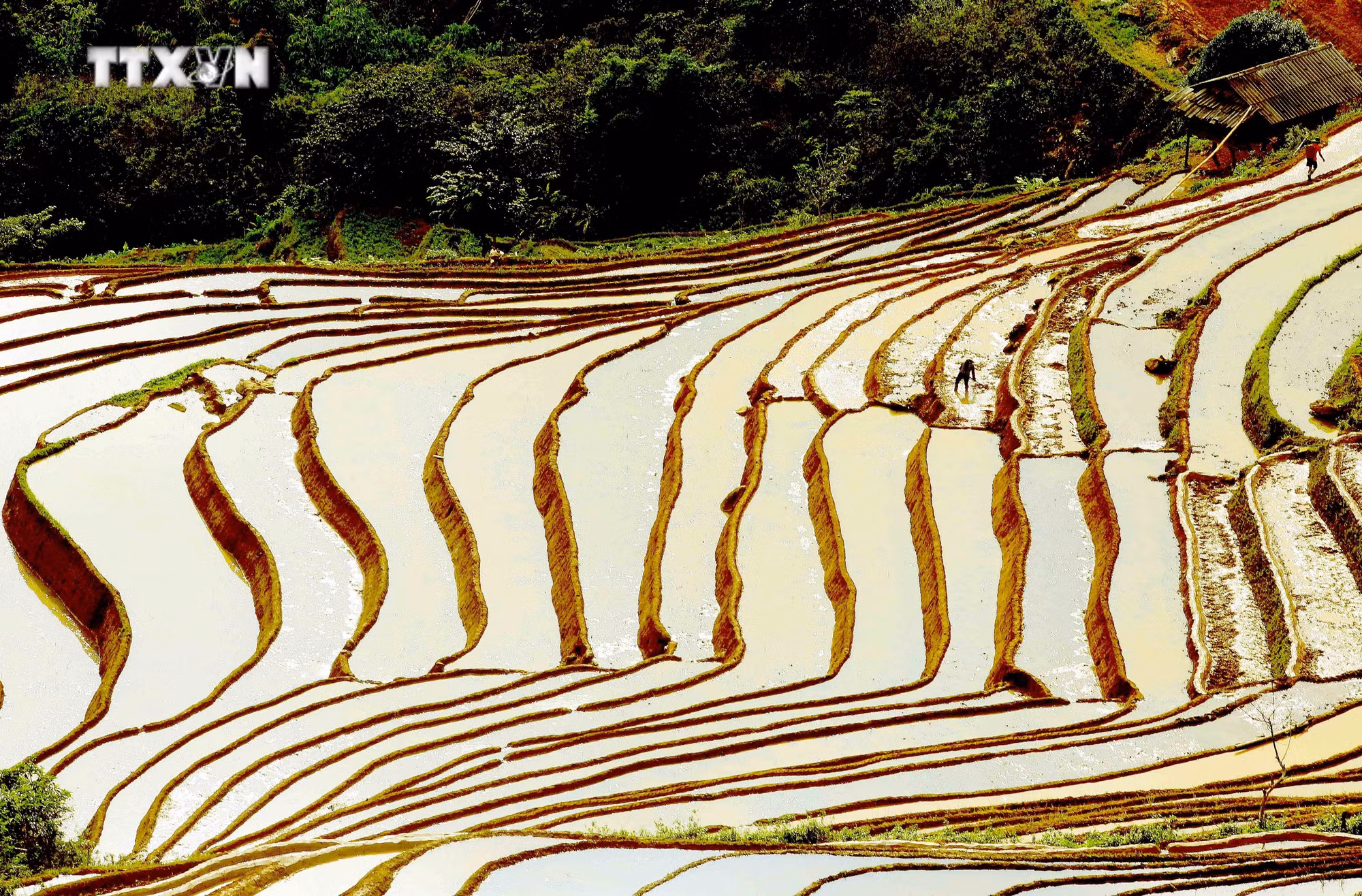 vna_potal_son_la_ruong_bac_thang_tai_xa_xim_vang_huyen_bac_yen__7397455.jpg