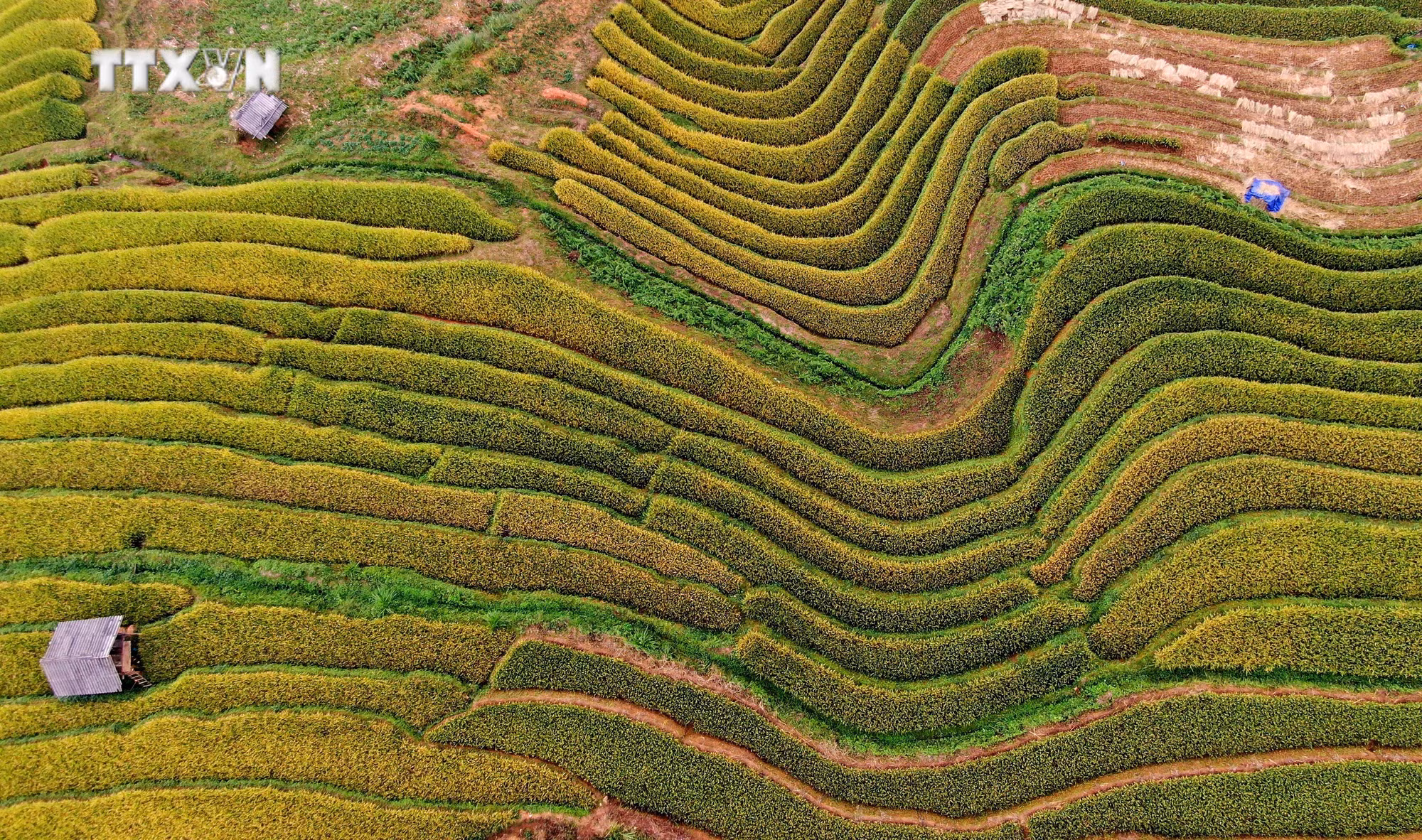 vna_potal_ruc_ro_mua_vang_o_vung_cao_mu_cang_chai__7691558.jpg