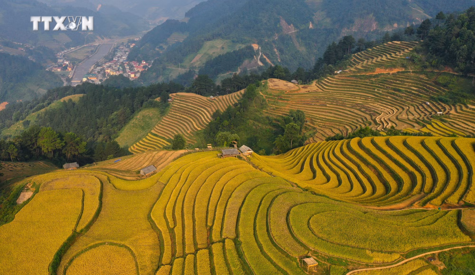 vna_potal_ruc_ro_mua_vang_o_vung_cao_mu_cang_chai__7691560.jpg
