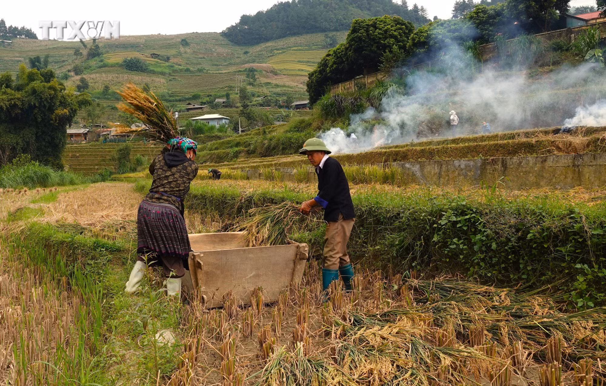 vna_potal_ruc_ro_mua_vang_o_vung_cao_mu_cang_chai__7691554.jpg
