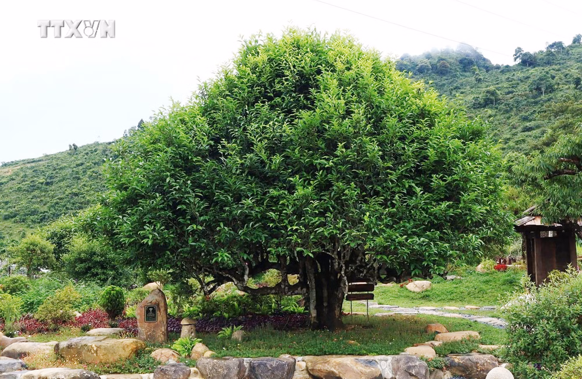 vna_potal_nhung_cay_che_co_thu_tren_dinh_suoi_giang_yen_bai_6990132.jpg