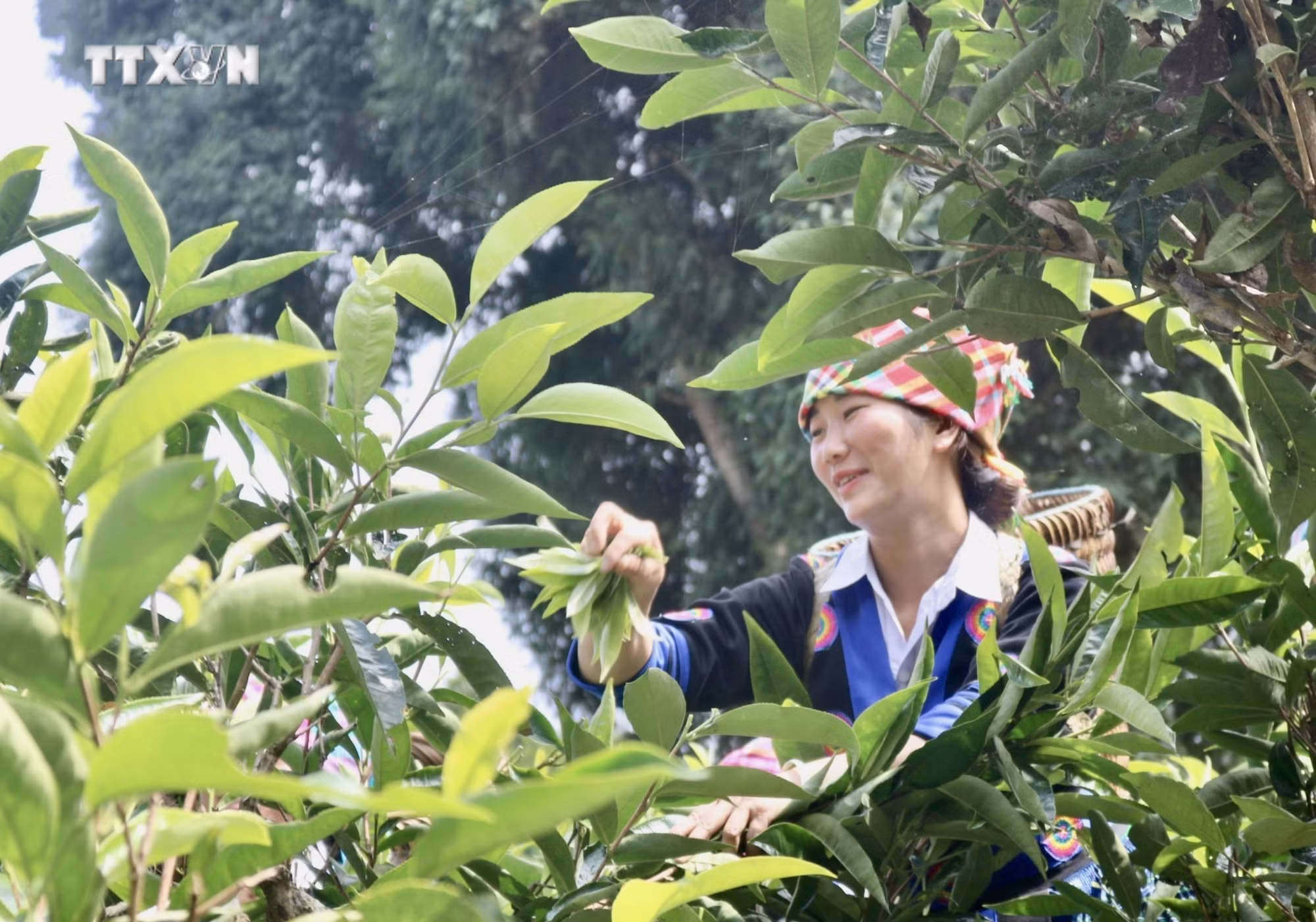vna_potal_yen_bai_to_chuc_le_hoi_ton_vinh_cay_che_to_6996006 (1).jpeg