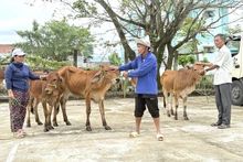 Đắk Lắk hỗ trợ người dân khôi phục sản xuất sau thiên tai