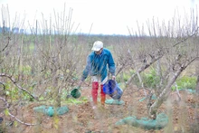 Thủ phủ đào phai xứ Thanh thay áo mới