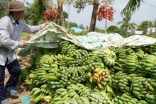 Nông dân thu nhập hàng trăm triệu đồng từ mùa chuối 'ngọt'