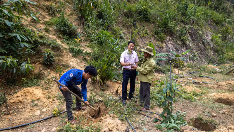 Đồng bào Cơ Tu phát triển kinh tế dưới tán rừng