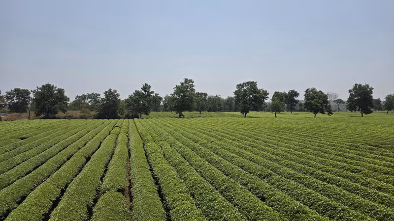 Yêu cầu giữ nguyên hiện trạng hơn 62 ha chè tại khu vực Biển Hồ