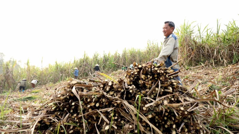 Ngọt ngào mùa mía chín Tuyên Quang