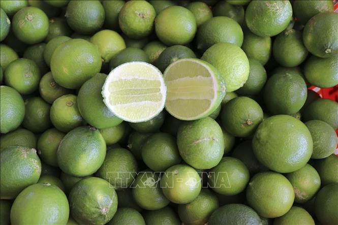 Những trái chanh cho "quả ngọt" trên miền đất nắng. Ảnh: Nguyễn Thành - TTXVN