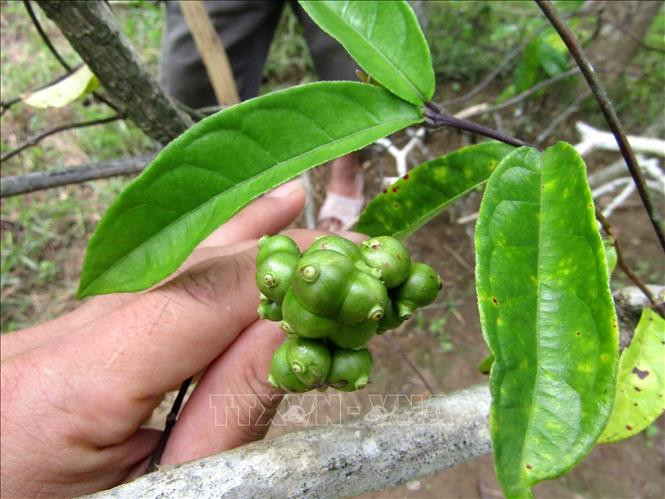 Quả cây Ba kích tại Khu bảo tồn thiên nhiên Pù Hu. Ảnh: Nguyễn Nam-TTXVN