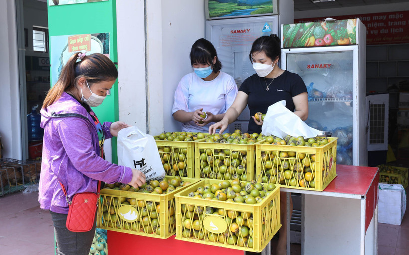 Sản phẩm OCOP hồng Vành Khuyên (Văn Lãng, Lạng Sơn) được bán tại Trung tâm Khuyến công và Xúc tiến thương mại, Sở Công Thương tỉnh Lạng Sơn. Ảnh: Anh Tuấn – TTXVN
