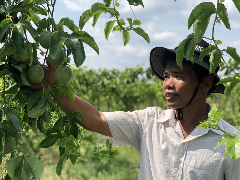 Gia Lai phát triển chanh dây thành "cây triệu đô”
