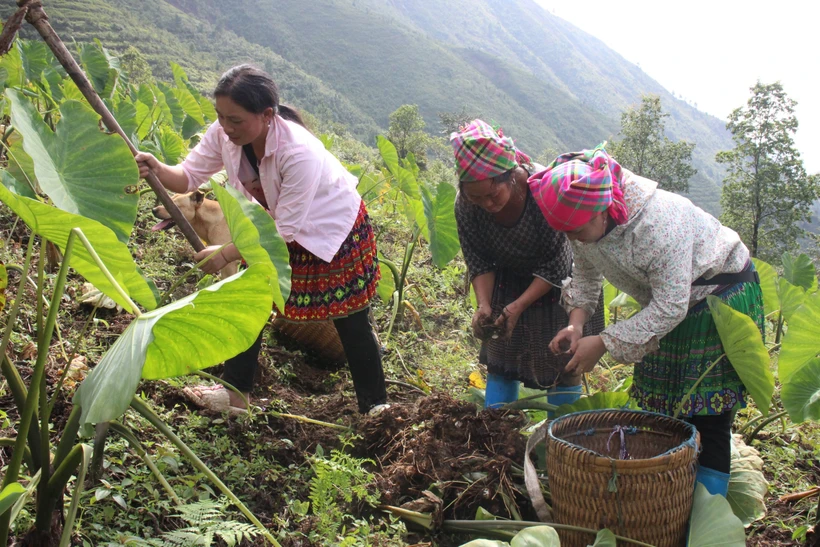 Người dân xã Xà Hồ, huyện Trạm Tấu (Yên Bái) thu hoạch khoai sọ. Ảnh: Đức Tưởng - TTXVN