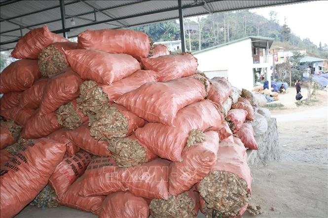 Địa điểm tập kết gừng tại thôn Lùng Sán, xã Nàn Ma, huyện Xín Mần (Hà Giang). Ảnh: Nguyễn Chiến-TTXVN