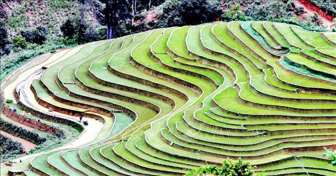 Nhìn từ trên cao, ruộng bậc thang tạo thành một bức tranh phong cảnh tuyệt đẹp. Ảnh: Quang Quyết-TTXVN
