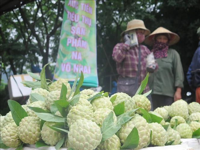 Na La Hiên nổi tiếng tại tỉnh Thái Nguyên đã được cấp chứng nhận nhãn hiệu tập thể và đạt chuẩn OCOP 3 sao năm 2020. Ảnh: Trần Trang-TTXVN
