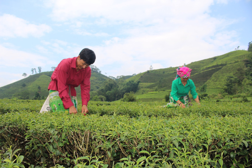 Người dân huyện Tân Uyên chú trọng phát triển chè hữu cơ, đem lại giá trị kinh tế cao. Ảnh: Đinh Thùy-TTXVN