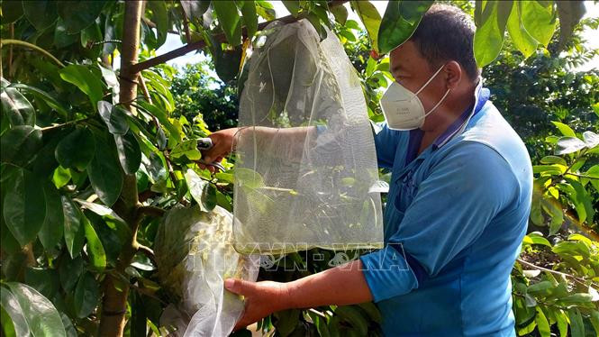 Anh Huỳnh Văn Văn, thành viên Hợp tác xã Thới Hưng có trên 3ha trồng mãng cầu xiêm đang cho trái. Ảnh: Thu Hiền -TTXVN