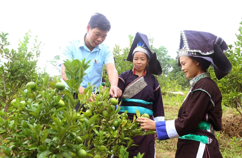 “Cây hai ngàn lá” xanh tươi nơi biên ải Mường Khương