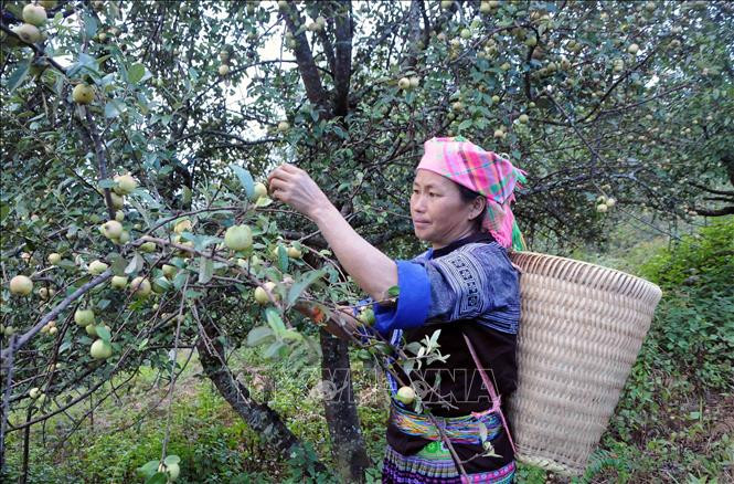 Thu hoạch sơn tra tại bản vùng cao khó khăn Nậm Nghiệp, xã Ngọc Chiến, huyện Mường La, tỉnh Sơn La. Ảnh: Quang Quyết-TTXVN