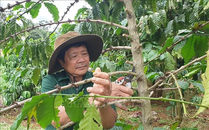 Nhờ việc áp dụng khoa học kỹ thuật vào sản xuất, nên mô hình VAC của ông luôn đạt năng suất cao. Ảnh: Hồng Điệp - TTXVN