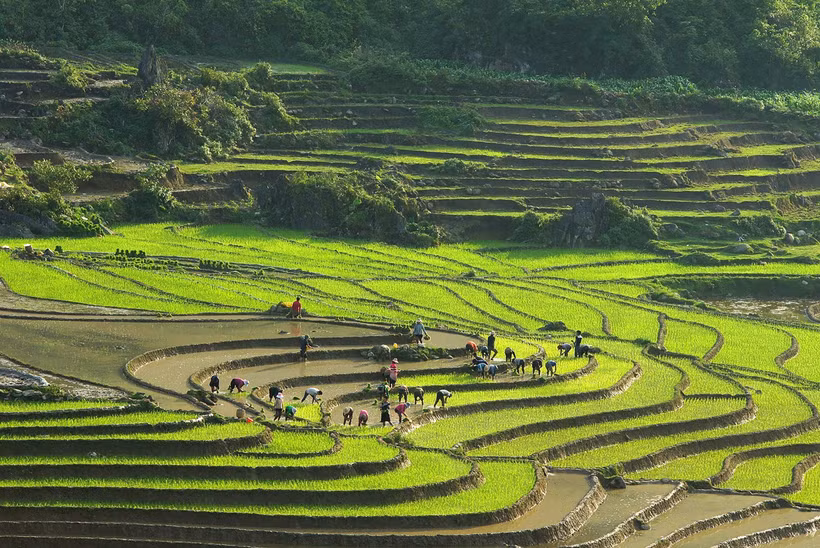 Ngây ngất ruộng bậc thang Sa Pa mùa nước đổ