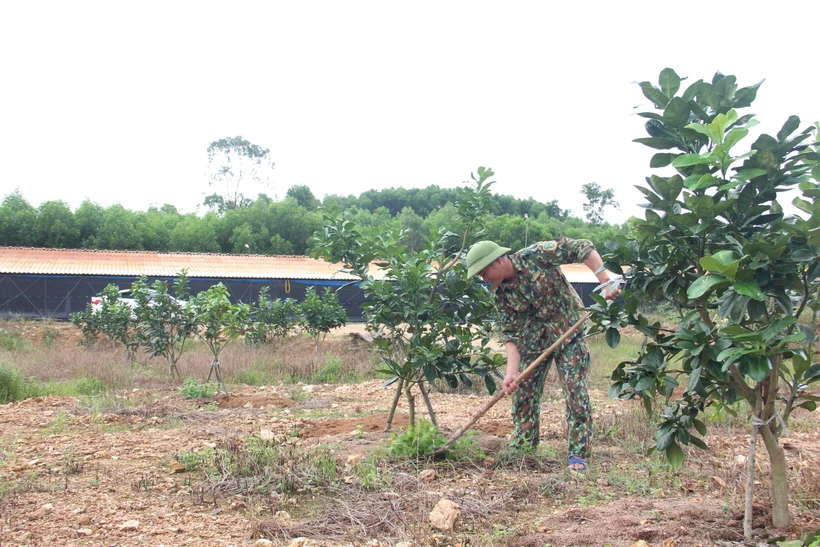 Anh Nguyễn Huy Phố (sinh năm 1983, ở thôn Thanh Mỹ, xã Thượng Lộc, huyện Can Lộc) là một trong những gương thanh niên mạnh dạn khởi nghiệp và đến nay đã có những thành quả bước đầu trên đồng đất quê hương. Ảnh: Hoàng Ngà - TTXVN