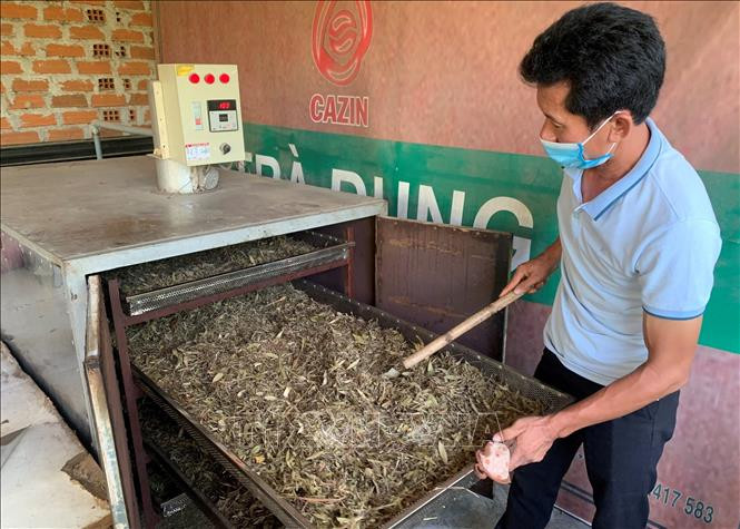 Cơ sở sản xuất trà dung của anh Nguyễn Cảnh Duy (xã Canh Vinh). Ảnh: Tường Quân - TTXVN