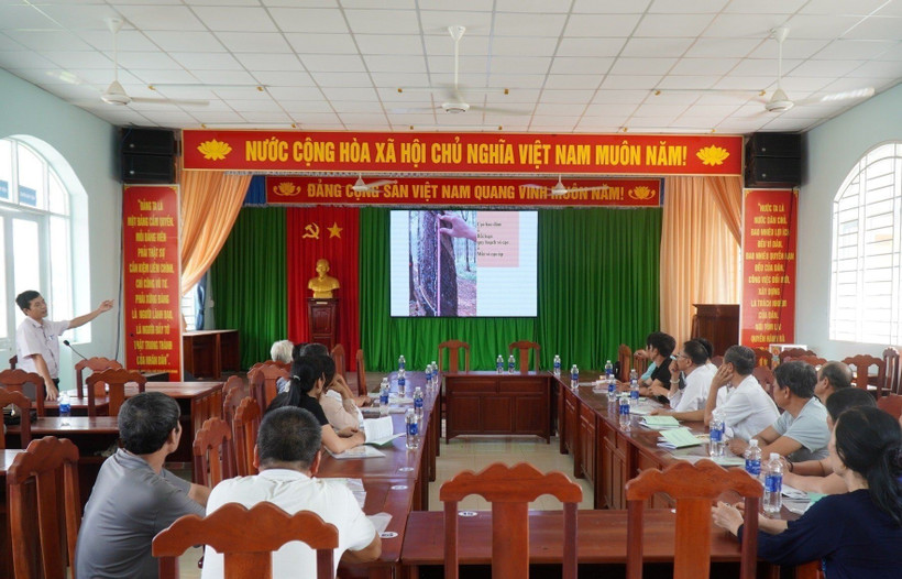 Xây dựng mô hình sản xuất cao su tiểu điền bền vững