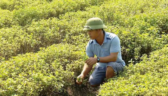 potal-ninh-binh-chu-trong-chuyen-doi-co-cau-cay-trong-vung-dong-bao-dan-toc-thieu-so-7795933.jpg