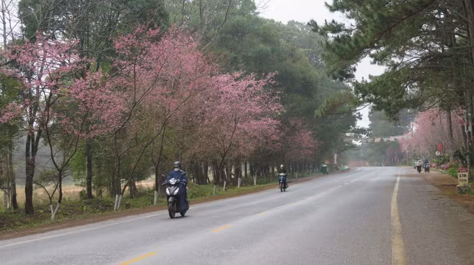 potal-hoa-mai-anh-dao-nhuom-hong-mang-den-7813623.jpg