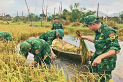 Bộ đội Biên phòng giúp dân gặt lúa chạy lũ