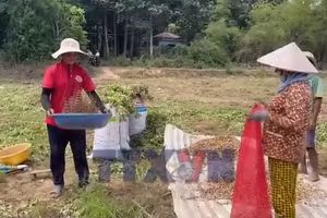 Đồng bào dân tộc Khmer thu hoạch nông sản đón Tết Chôl Chnăm Thmây