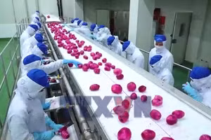 Hợp tác xã tìm chỗ đứng trong chuỗi liên kết kinh tế tư nhân