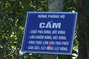 'Lợi kép' từ chủ trương giao, khoán bảo vệ rừng tại Quảng Ngãi