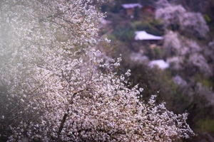 Mùa hoa sơn tra tinh khôi ở Nậm Nghiệp