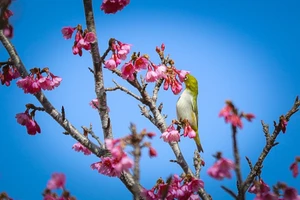 Hàng nghìn cây anh đào nở rộ trên đảo hoa Pá Khoang