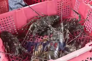 Ngư dân nuôi biển vượt khó sau thiên tai