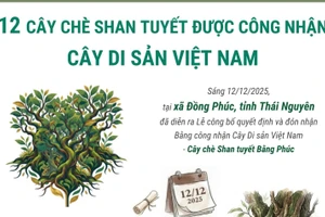 12 cây chè shan tuyết được công nhận là Cây Di sản Việt Nam